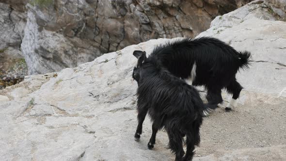 Fight of Two Black Mountain Goats