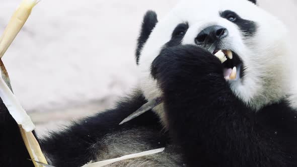 A Panda Sitting and Eating on a White Background