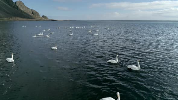 Flock of Wild Geese on a Mountain Lake in Iceland