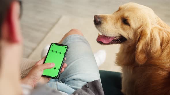 Closeup of Golden Retriever Lying on Sofa in Livingroom Man Using Smartphone Chatting Guy Petting