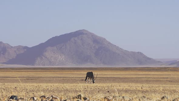 Oryx Antelope Grazing On Natural Habitat In Safari Desert Of Sossusvlei In Africa. Wide Shot