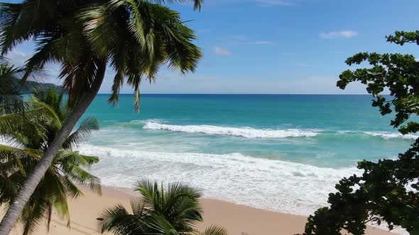 Coconut trees turquoise sea background on sunny day.