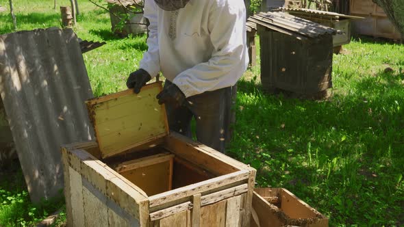 Male Beekeeper Working with Bees
