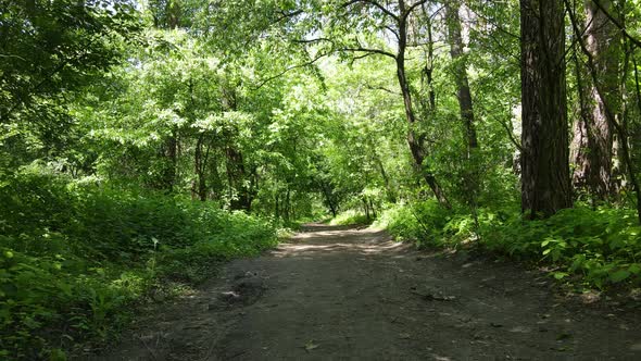 Beautiful Green Forest on a Summer Day Slow Motion