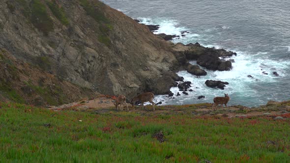 Mother deer and two fawns grazing on the cliffs of the Pacific Ocean in northern California