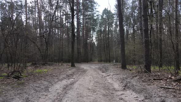 Road in the Forest During the Day Slow Motion