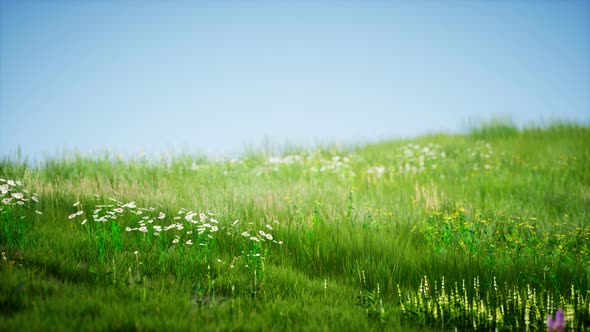 Field of Green Fresh Grass Under Blue Sky