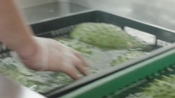 fresh soursop cleaning process in pulp factory