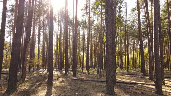 Forest with Trees in the Fall During the Day