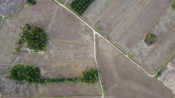 Aerial view dry paddy field during cultivation