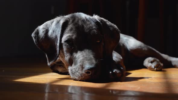 Dark moody shot of sleepy Great Dane mix puppy on wooden floor in window light