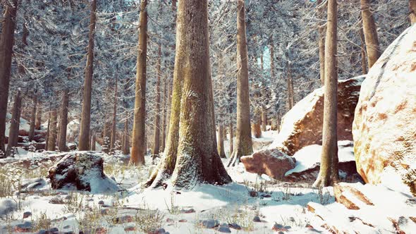 Frosty Winter Landscape in Snowy Forest