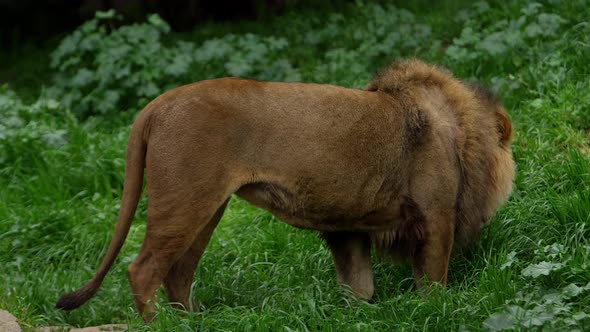 lion walking in plush long grass