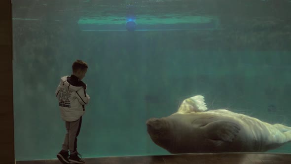 Child Watching Swimming Walrus in the Oceanarium