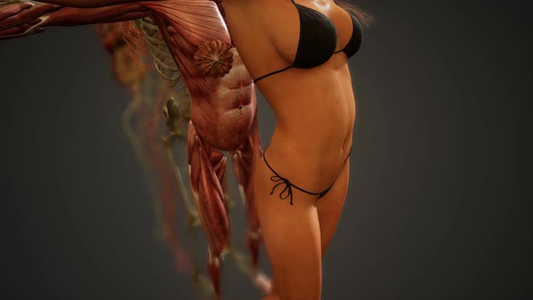 Animated 3D Human Anatomy Illustration