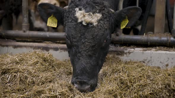 Close up shot of a black cow eating pellets and hay in a feedlot on a farm