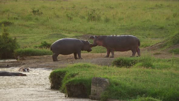 Two hippos fighting