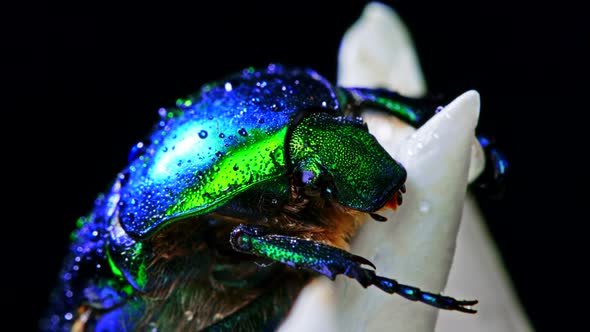 Close-up View of Green Rose Chafer - Cetonia Aurata Beetle on White Flower of Peony. Amazing Emerald