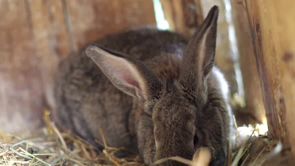 Big Gray Rabbit in Cage Slow Motion