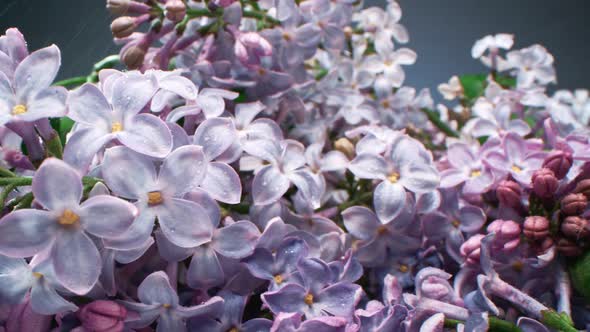 Watering Lilac Flowers