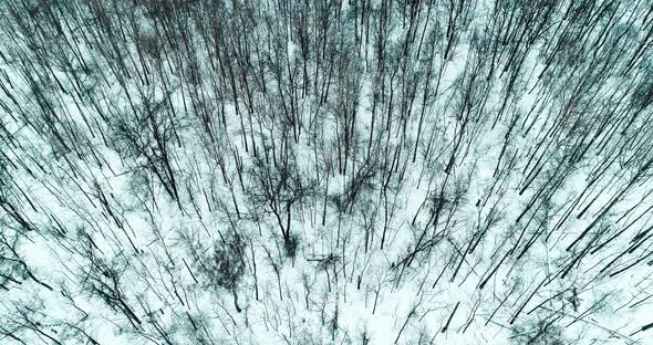 Aerial Video Flying Over Trees in Winter Time