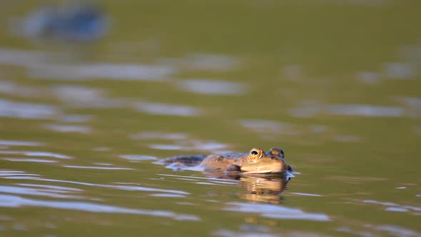 Green Marsh Frog croaking in the water. Pelophylax ridibundus