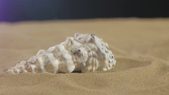 Unusual Sea Shell, White, on Sand, Black, Close Up, Rotation