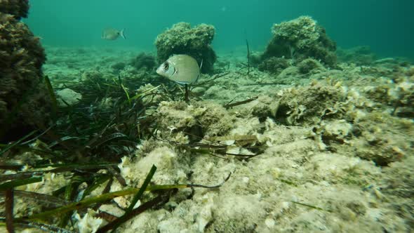 Following a Single Fish Over Shallow Waters