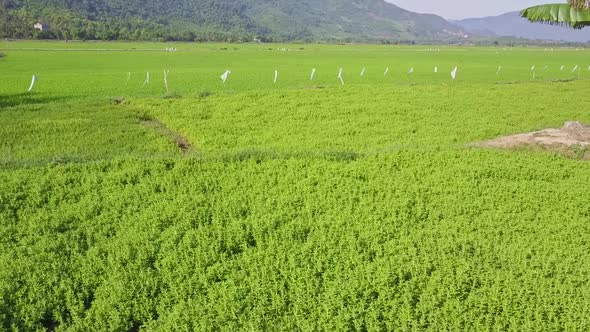 Drone Flies Over Lettuce Plantations Against Hilly Landscape