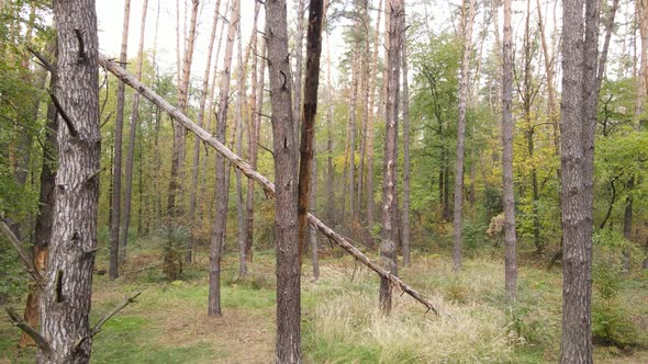 Autumn Forest with Trees By Day