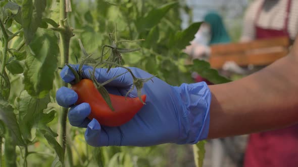 Farm Workers Picking Ripe Tomatoes in Greenhouse