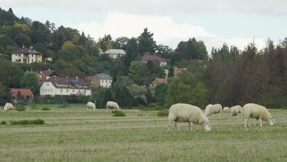 A Herd of Sheep Eats Grass in a Field By Residential Houses on a Small Hill.