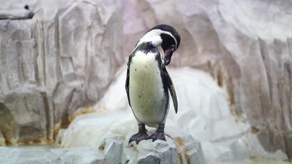 Penguin Cleans Itself on Coast Near Water