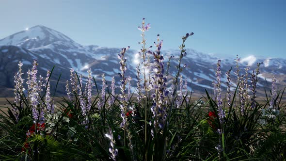 Lavender Field with Blue Sky and Mountain Cover with Snow
