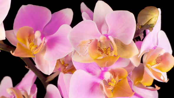 Blooming Pink Orchid Phalaenopsis Flower