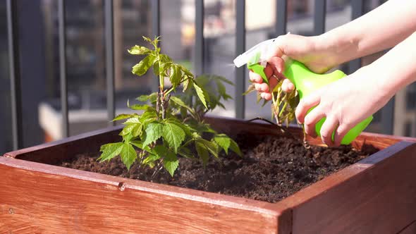 Growing Girlish Grapes in a Box on a Terrace in the City