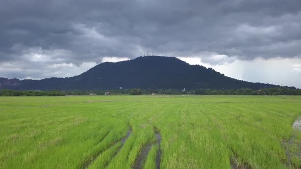 Aerial fly over green harvested paddy field.