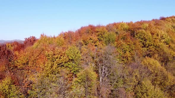 Beautiful autumn forest  from above at sunset. Aerial view of the forest in autumn season with diffe