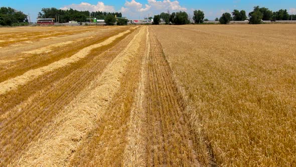 Aerial view of ripe barley fields