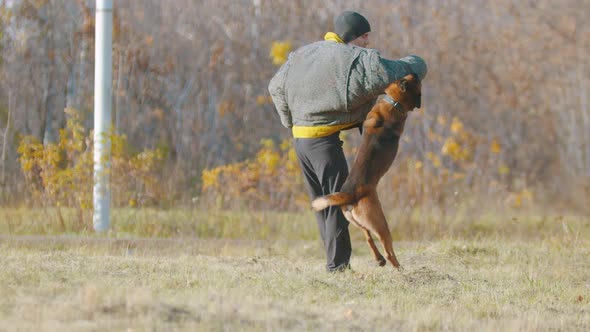 A Man Training His German Shepherd Dog - the Dog Jumping on the Trainer and Clenching Teeth 