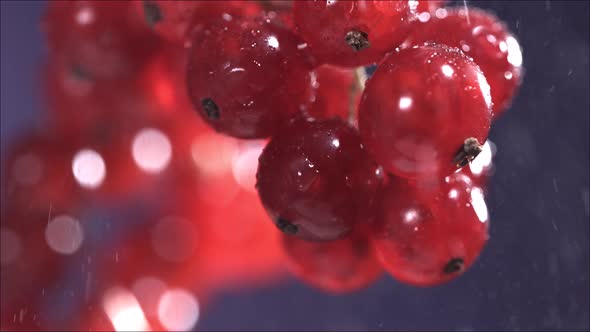 Closeup View of Red Currant Berries Under Rain Isolated on Blue Background