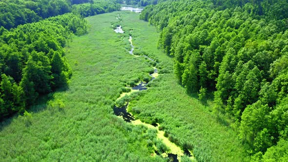 Aerial view of green swamps and algae on small river