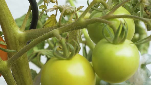 Pan shot of homegrown tomatoes in front of a white backdrop.