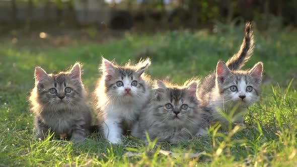 Four Persian Kittens Sitting On Green Grass