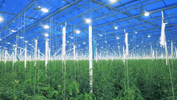 Large Glasshouse with Growing Tomato Plants