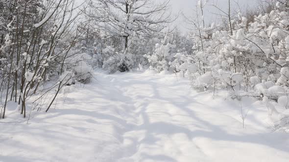 Frozen path  in the forest 3840X2160 UHD video - Dreamy scene with lot of snow 4K 2160p 30fps UltraH