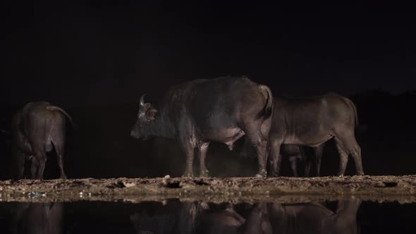 Lit from side at night, Cape Buffalo mill around black watering hole