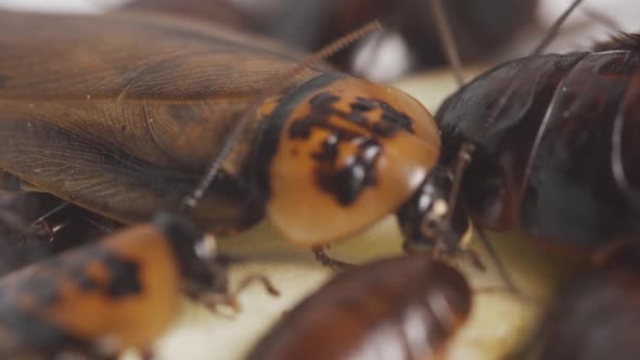 Close Up Cockroach Family Eats Food on Plate in the Kitchen  Footage