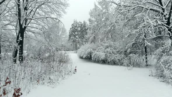 Aerial View Between Snow Covered Trees in Winter Park