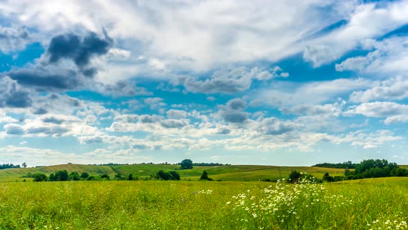 Rape field. 